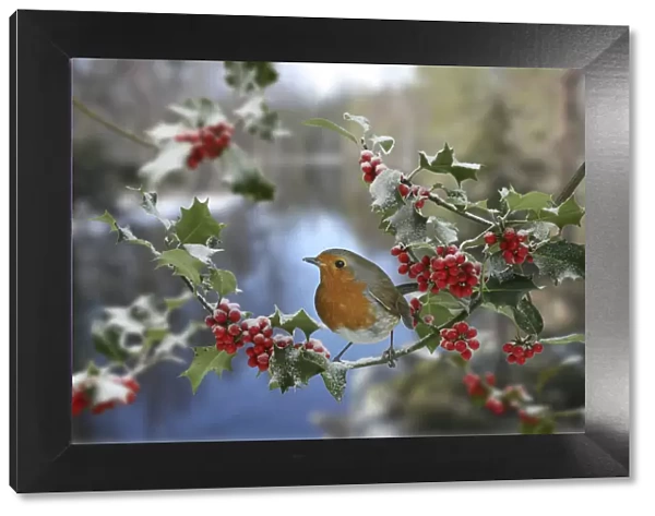 European robin (Erithacus rubecula) on Holly, digital composite, Surrey, England