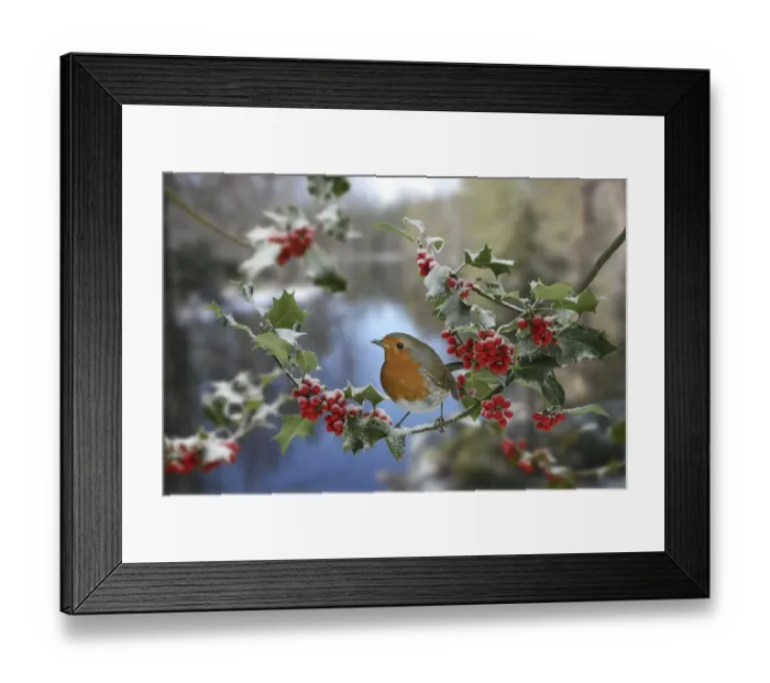 Framed Print : European robin (Erithacus rubecula) on Holly, digital composite, Surrey, England Framed Print : European robin (Erithacus rubecula) on Holly, digital composite, Surrey, England