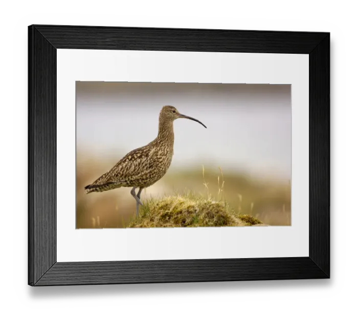 Framed Print : Curlew (Numenius arquata) on a grassy mound, Shetland Islands, Scotland, UK, July