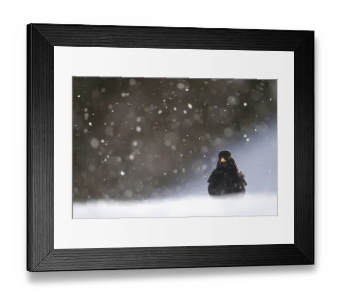 Framed Print : Blackbird (Turdus merula) male foraging on snow covered ground, during a blizzard Framed Print : Blackbird (Turdus merula) male foraging on snow covered ground, during a blizzard