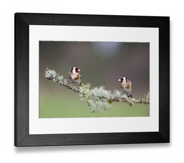 Framed Print : Two Goldfinch (Carduelis carduelis) perched on lichen covered branch, Gloucestershire Framed Print : Two Goldfinch (Carduelis carduelis) perched on lichen covered branch, Gloucestershire