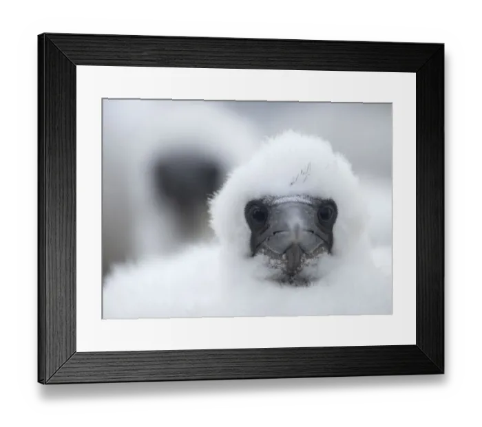 Framed Print : Young Northern gannet (Morus bassanus) chick, Bass Rock, Firth of Forth, Scotland Framed Print : Young Northern gannet (Morus bassanus) chick, Bass Rock, Firth of Forth, Scotland
