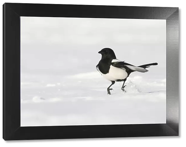 Magpie (Pica pica) hopping along over snow covered ground. Derbyshire, UK, November