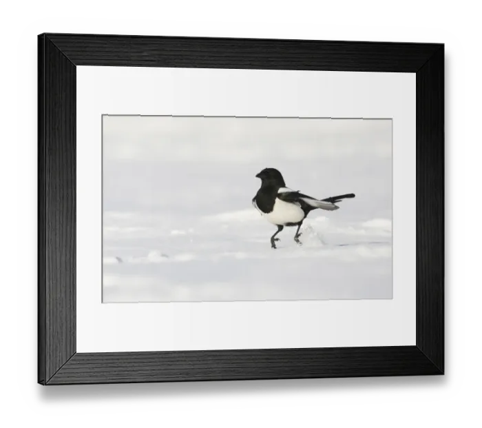 Framed Print : Magpie (Pica pica) hopping along over snow covered ground. Derbyshire, UK, November Framed Print : Magpie (Pica pica) hopping along over snow covered ground. Derbyshire, UK, November