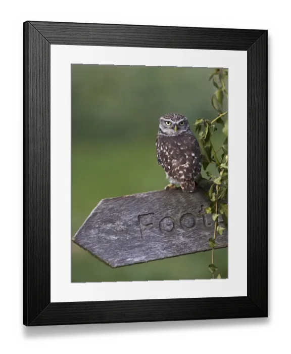 Framed Print : Little owl (Athena noctua) perched on footpath signpost, Gloucestershire, UK, April Framed Print : Little owl (Athena noctua) perched on footpath signpost, Gloucestershire, UK, April