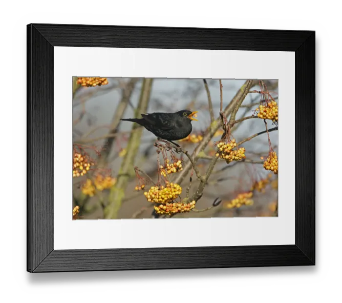 Framed Print : Male Blackbird (Turdus merula) feeding on Rowan tree (Sorbus) berries, North Wales Framed Print : Male Blackbird (Turdus merula) feeding on Rowan tree (Sorbus) berries, North Wales