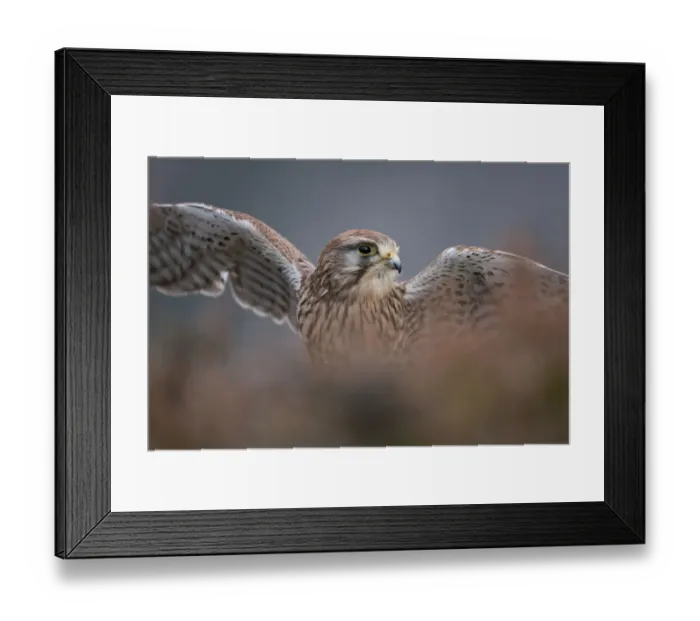 Framed Print : Kestrel (Falco tinnunculus) on heather moorland. Glenfeshie, Scotland, February Framed Print : Kestrel (Falco tinnunculus) on heather moorland. Glenfeshie, Scotland, February