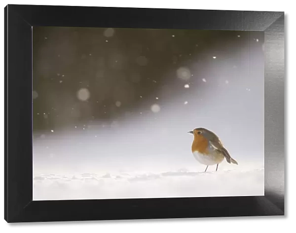 Robin (Erithacus rubecula) on snow covered ground, during snowfall. Derbyshire, UK