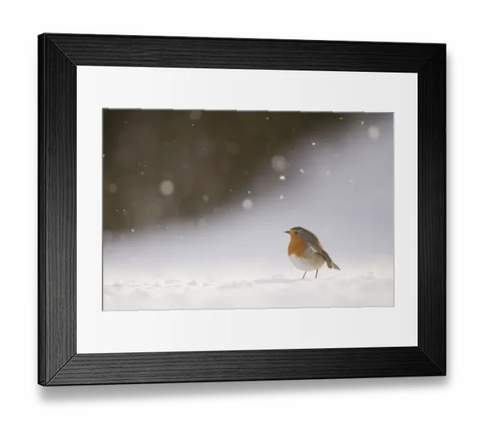 Framed Print : Robin (Erithacus rubecula) on snow covered ground, during snowfall. Derbyshire, UK Framed Print : Robin (Erithacus rubecula) on snow covered ground, during snowfall. Derbyshire, UK