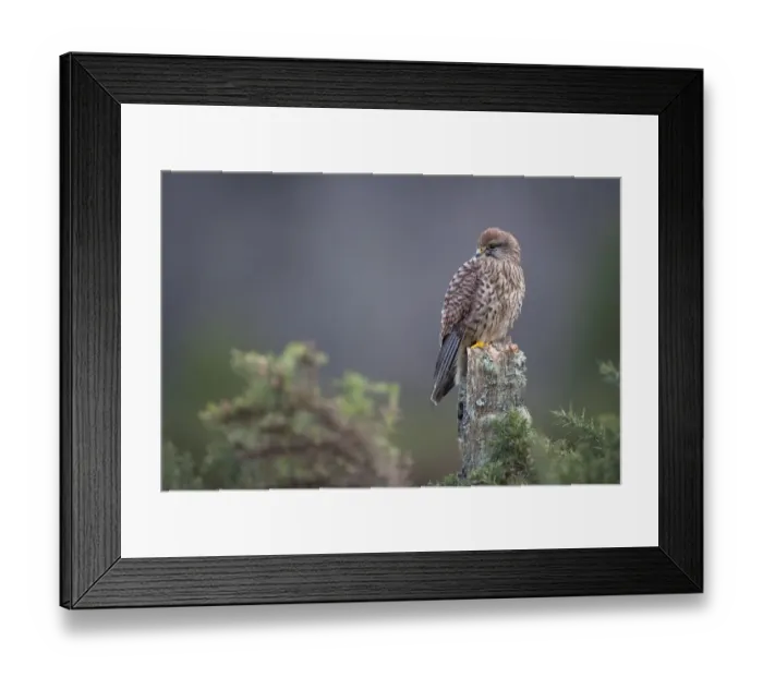 Framed Print : Kestrel (Falco tinnunculus) female perched on fencepost. Captive. Glenfeshie, Scotland Framed Print : Kestrel (Falco tinnunculus) female perched on fencepost. Captive. Glenfeshie, Scotland