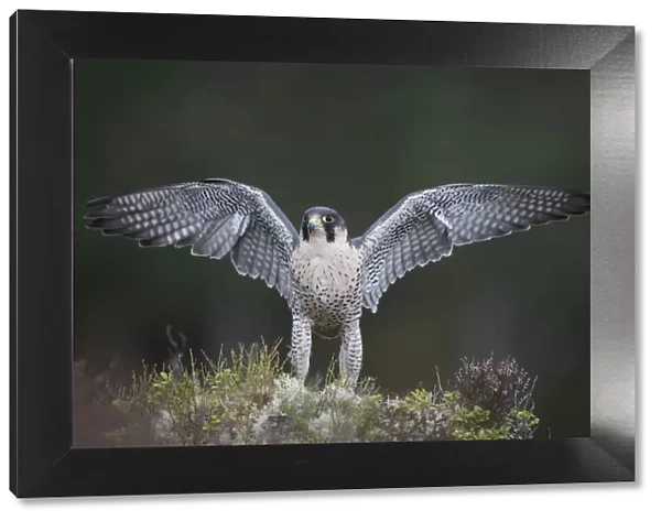 RF- Peregrine Falcon (Falco peregrinus) landing on moorland with its wings spread