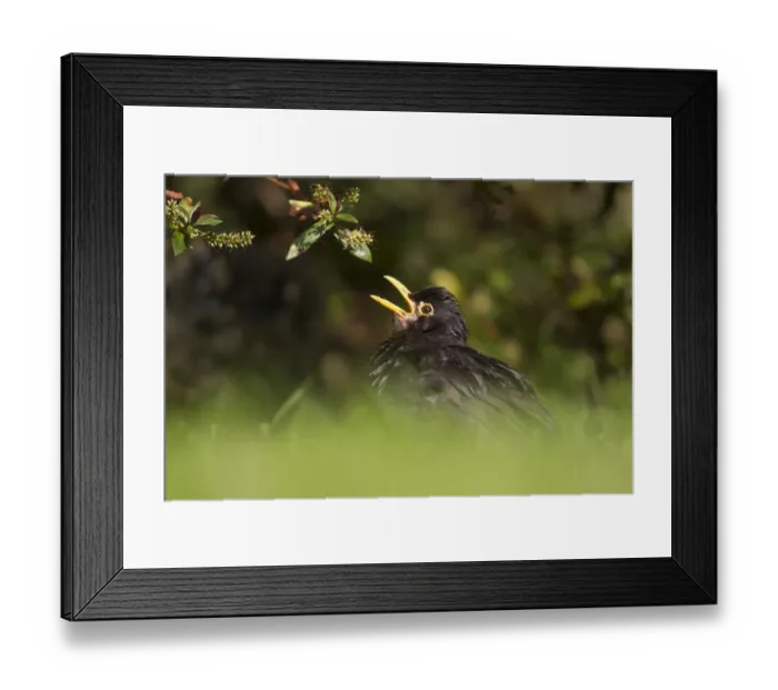 Framed Print : Male blackbird (Turdus merula) sunbathing, in garden, Sheffield, UK, August Framed Print : Male blackbird (Turdus merula) sunbathing, in garden, Sheffield, UK, August
