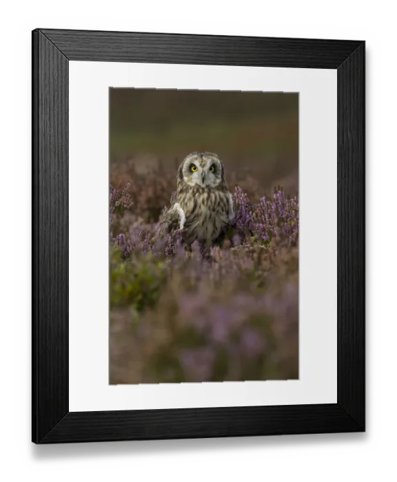 Framed Print : Short eared owl (Asio flammeus) portrait in purple heather, England, UK, October Framed Print : Short eared owl (Asio flammeus) portrait in purple heather, England, UK, October