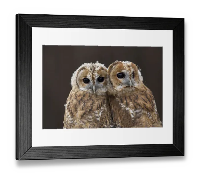 Framed Print : Pair of Tawny owl chicks (Strix aluco) head portrait, nearly fledged. These birds were rescued