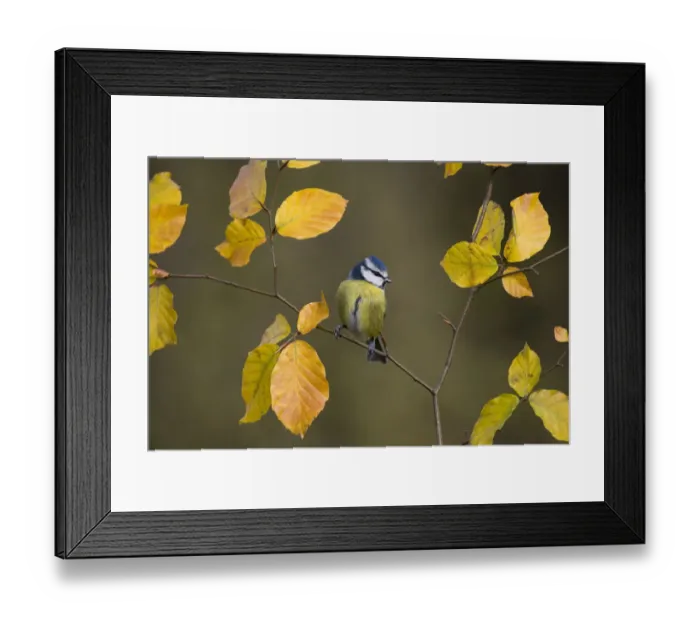 Framed Print : Blue tit (Parus caeruleus) perched on Beech twig in Autumn, UK Framed Print : Blue tit (Parus caeruleus) perched on Beech twig in Autumn, UK