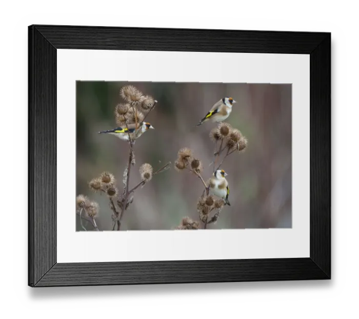 Framed Print : Goldfinch (Carduelis carduelis) three perched feeding on Burdock seeds, UK Framed Print : Goldfinch (Carduelis carduelis) three perched feeding on Burdock seeds, UK