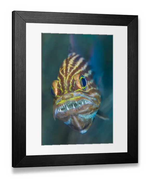 Framed Print : Tiger cardinalfish (Cheilodipterus macrodon) male mouthbrooding eggs in his mouth Framed Print : Tiger cardinalfish (Cheilodipterus macrodon) male mouthbrooding eggs in his mouth