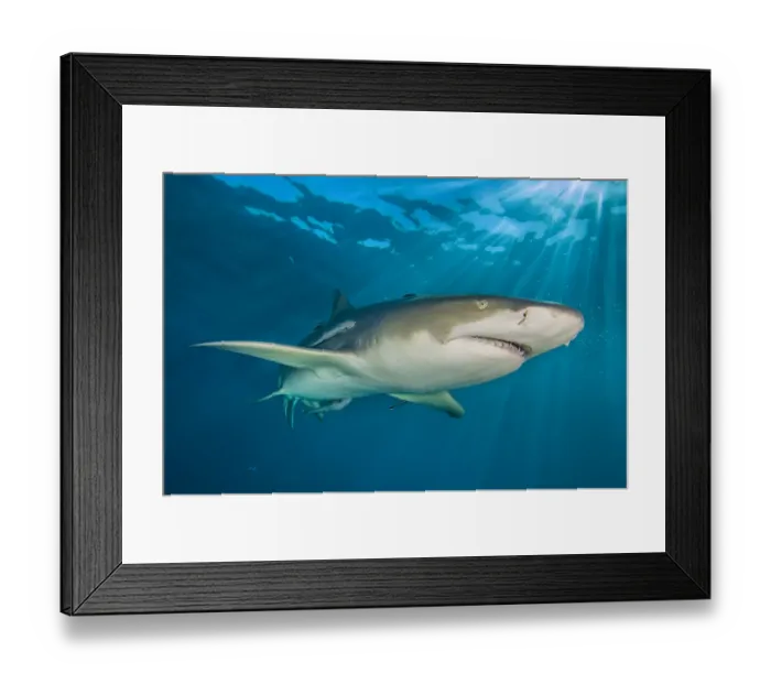 Framed Print : RF - Lemon shark (Negaprion brevirostris) swimming through sun rays in the late afternoon Framed Print : RF - Lemon shark (Negaprion brevirostris) swimming through sun rays in the late afternoon