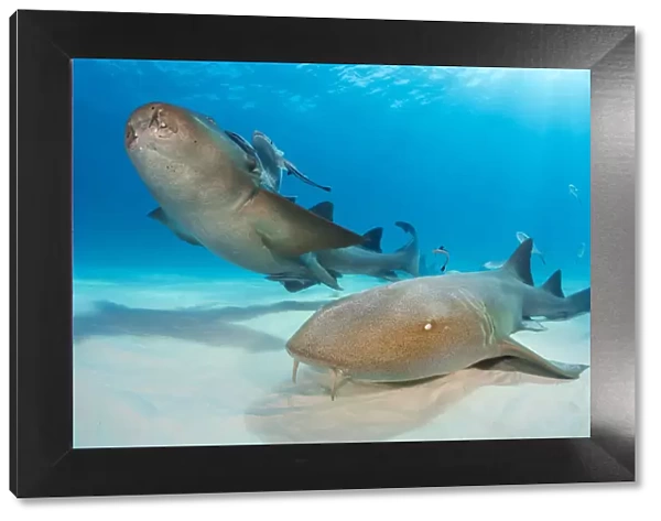 RF - Nurse sharks (Ginglymostoma cirratum) pair swimming over sand in shallow water
