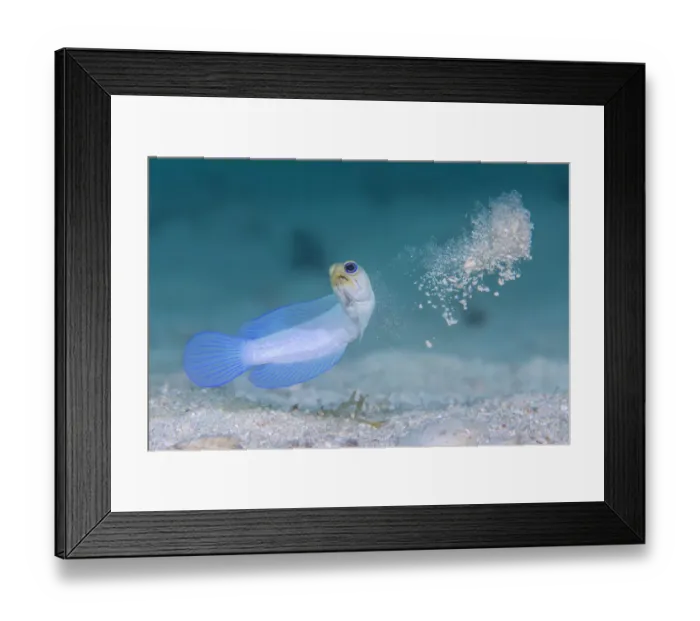 Framed Print : Yellowhead jawfish (Opistognathus aurifrons) spitting out sand as it digs its burrow Framed Print : Yellowhead jawfish (Opistognathus aurifrons) spitting out sand as it digs its burrow