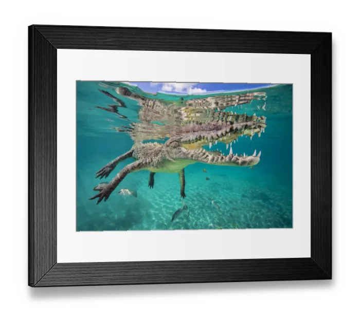 Framed Print : American crocodile (Crocodylus acutus) reflected in the surface as it floats Framed Print : American crocodile (Crocodylus acutus) reflected in the surface as it floats