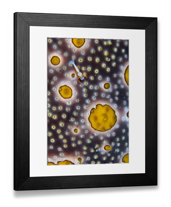 Framed Print : RF - Emperor shrimp (Periclimenes imperator) exploring alien-looking landscape of Framed Print : RF - Emperor shrimp (Periclimenes imperator) exploring alien-looking landscape of