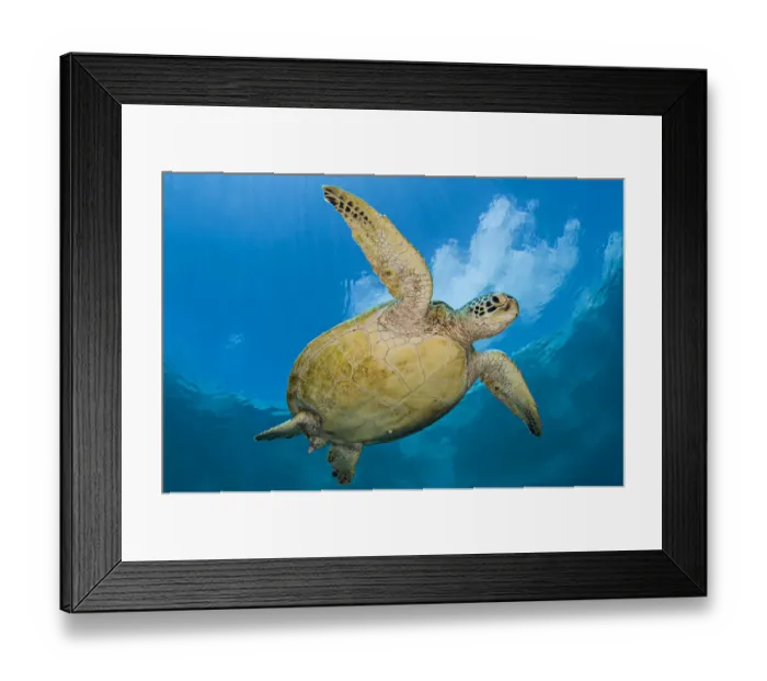 Framed Print : RF - Green sea turtle (Chelonia mydas) beneath clouds. Sipadan Island, Sabah, Borneo, Malaysia