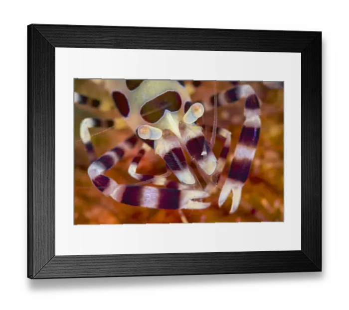 Framed Print : Coleman shrimp (Periclimenes colemani) close up, on a fire urchin (Asthenosoma varium) Framed Print : Coleman shrimp (Periclimenes colemani) close up, on a fire urchin (Asthenosoma varium)