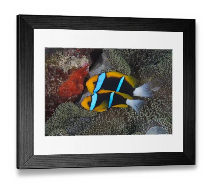 Framed Print : Orange-finned anemonefish (Amphiprion chrysopterus) guarding their recently spawned red Framed Print : Orange-finned anemonefish (Amphiprion chrysopterus) guarding their recently spawned red