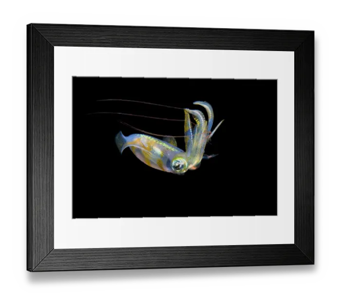 Framed Print : Bigfin reef squid (Sepioteuthis lessoniana) capturing a pelagic shrimp with long red antennae Framed Print : Bigfin reef squid (Sepioteuthis lessoniana) capturing a pelagic shrimp with long red antennae