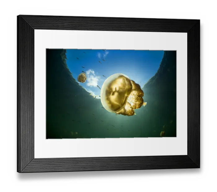 Framed Print : Golden jellyfish (Mastigias sp. ) in a marine lake, Jellyfish Lake, Eil Malk island Framed Print : Golden jellyfish (Mastigias sp. ) in a marine lake, Jellyfish Lake, Eil Malk island