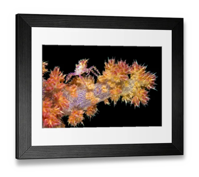 Framed Print : Soft coral crab (Hoplophrys oatesil) climbing out onto a branch of yellow Framed Print : Soft coral crab (Hoplophrys oatesil) climbing out onto a branch of yellow