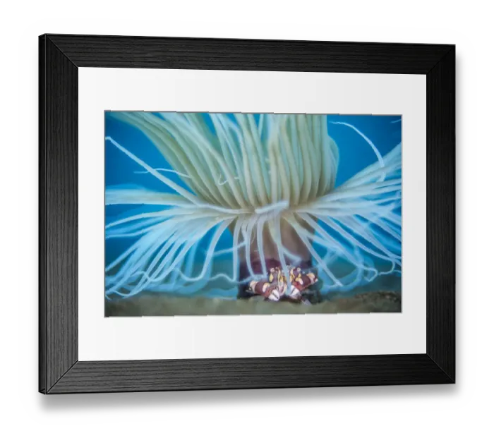 Framed Print : Harlequin swimming crab (Lissocarcinus laevis) sheltering beneath the tentacles of a tube Framed Print : Harlequin swimming crab (Lissocarcinus laevis) sheltering beneath the tentacles of a tube