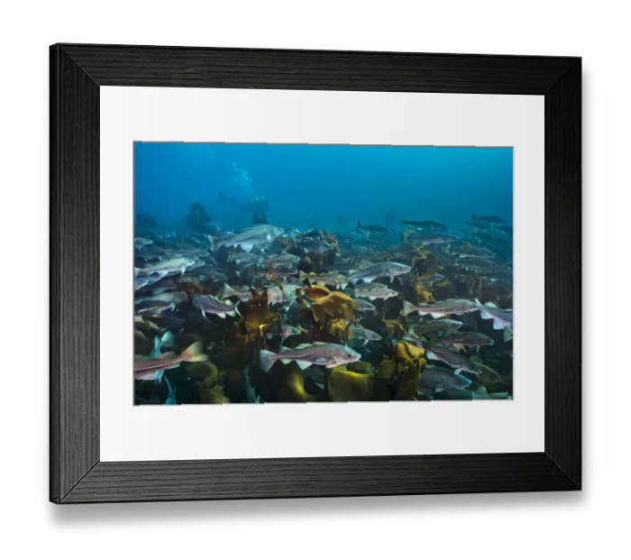 Framed Print : Diver swimming with an aggregation of Cod (Gadus morhua) over a kelp forest Framed Print : Diver swimming with an aggregation of Cod (Gadus morhua) over a kelp forest