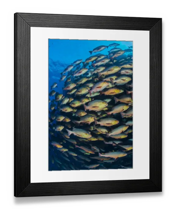 Framed Print : School of Bohar snapper (Lutjanus bohar) swimming in formation along a coral reef Framed Print : School of Bohar snapper (Lutjanus bohar) swimming in formation along a coral reef