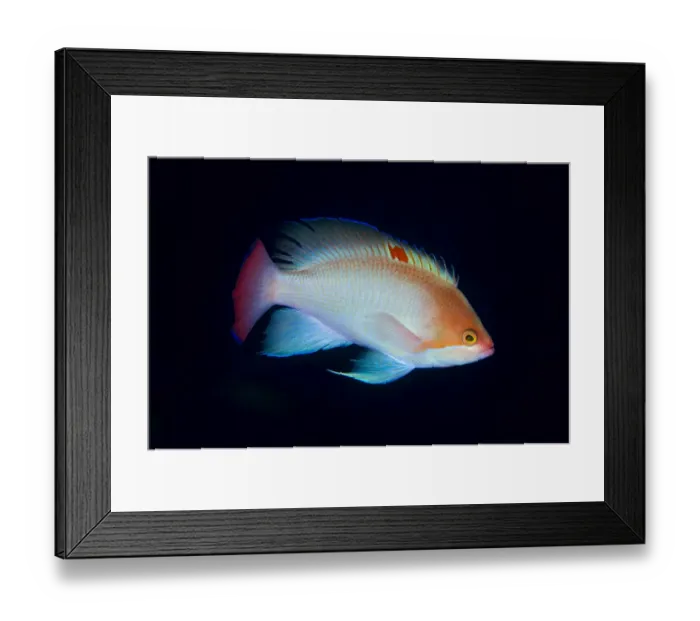 Framed Print : Portrait of a male Stocky anthias (Pseudanthias hypselosoma). Seraya, Tulamben, Bali, Indonesia Framed Print : Portrait of a male Stocky anthias (Pseudanthias hypselosoma). Seraya, Tulamben, Bali, Indonesia
