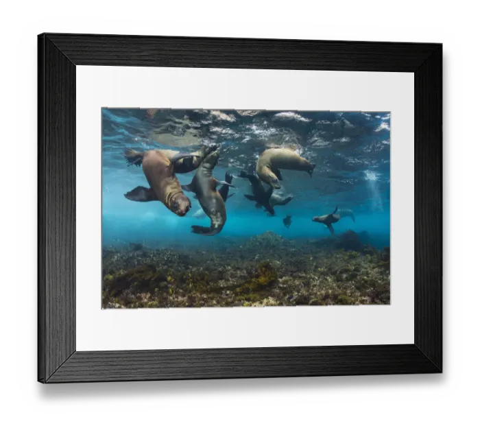 Framed Print : California sea lions (Zalophus californianus) babies playing in the safety of shallow water Framed Print : California sea lions (Zalophus californianus) babies playing in the safety of shallow water