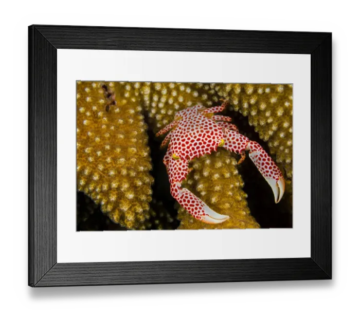 Framed Print : Red-spotted guard crab (Trapezia tigrina) female on a (Pocillopora sp. ) coral. Seraya Framed Print : Red-spotted guard crab (Trapezia tigrina) female on a (Pocillopora sp. ) coral. Seraya