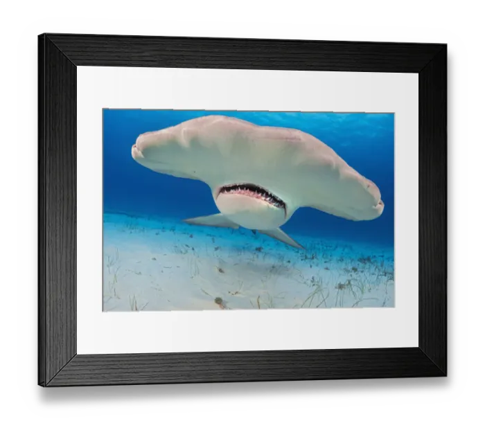 Framed Print : Great hammerhead shark (Sphyrna mokarran) portrait, South Bimini, Bahamas Framed Print : Great hammerhead shark (Sphyrna mokarran) portrait, South Bimini, Bahamas