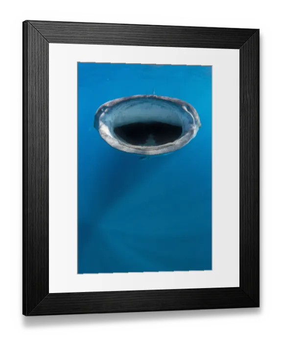 Framed Print : Whale shark (Rhincodon typus) mouth open feeding at the surface, Isla Mujeres Framed Print : Whale shark (Rhincodon typus) mouth open feeding at the surface, Isla Mujeres