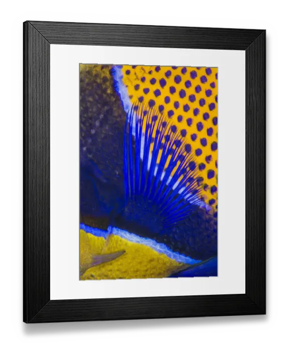 Framed Print : Pattern detail of a Majestic angelfish (Pomacanthus navarchus). Fiabacet Islands Framed Print : Pattern detail of a Majestic angelfish (Pomacanthus navarchus). Fiabacet Islands