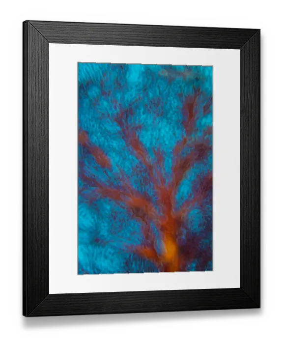Framed Print : Abstract view of Seafan (Melithaea sp. ). Ra Province, Viti Levu, Fiji. Nananu Passage