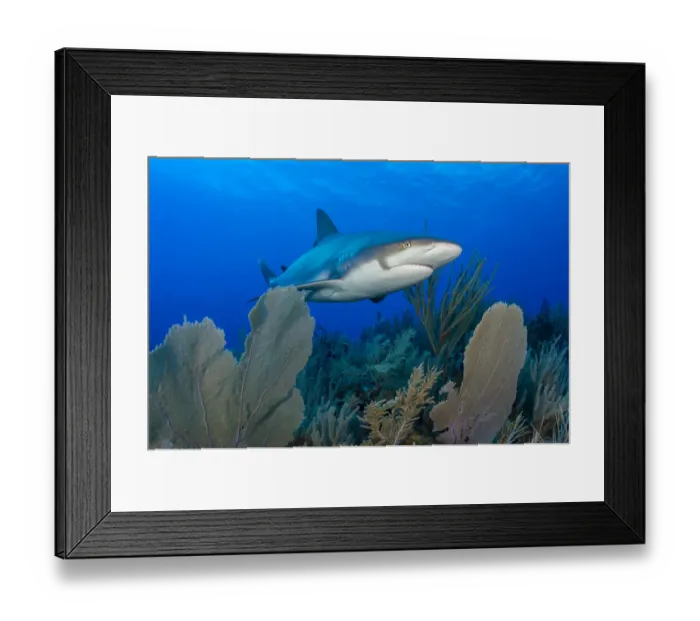 Framed Print : Caribbean reef shark (Carcharhinus perezi) swimming over Common sea fans (Gorgonia Framed Print : Caribbean reef shark (Carcharhinus perezi) swimming over Common sea fans (Gorgonia