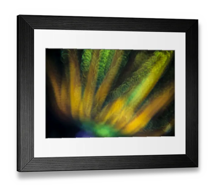 Framed Print : Crinoid (Oxycomanthus bennetti). Romeo Reef, Yillet, Misool, Raja Ampat, West Papua, Indonesia Framed Print : Crinoid (Oxycomanthus bennetti). Romeo Reef, Yillet, Misool, Raja Ampat, West Papua, Indonesia