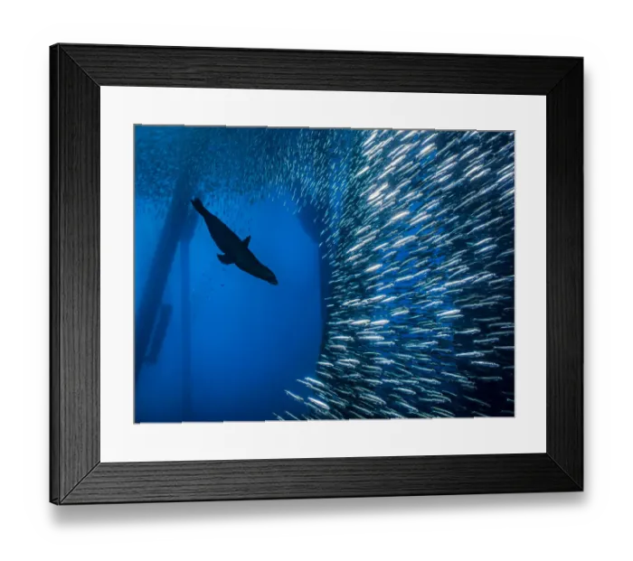 Framed Print : California sea lion (Zalophus californianus) bursts through a school of Pacific chub Framed Print : California sea lion (Zalophus californianus) bursts through a school of Pacific chub