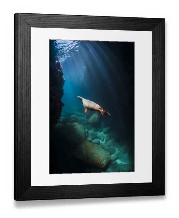 Framed Print : California sea lion (Zalophus californianus) adult female swimming through sunbeams in an Framed Print : California sea lion (Zalophus californianus) adult female swimming through sunbeams in an