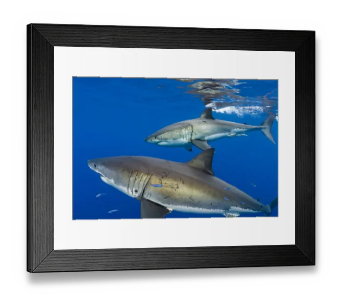 Framed Print : Great white sharks (Carcharodon carcharias) males beneath the surface. Guadalupe Island Framed Print : Great white sharks (Carcharodon carcharias) males beneath the surface. Guadalupe Island