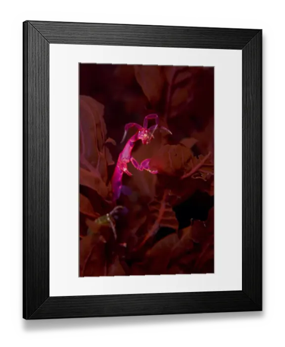 Framed Print : Pink skeleton shrimp (Caprella sp. ) portrait in red algae. Thistilfjord, Thorshofn Framed Print : Pink skeleton shrimp (Caprella sp. ) portrait in red algae. Thistilfjord, Thorshofn