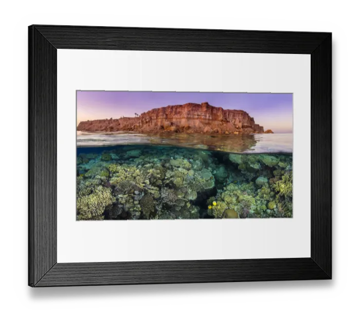 Framed Print : Rich coral growth, with a pair of Exquiste butterflyfish (Chaetodon austriacus) Framed Print : Rich coral growth, with a pair of Exquiste butterflyfish (Chaetodon austriacus)