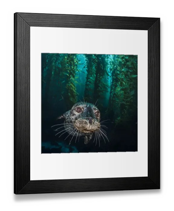 Framed Print : Harbour seal (Phoca vitulina) in the kelp forest (Macrocystis pyrifera) Framed Print : Harbour seal (Phoca vitulina) in the kelp forest (Macrocystis pyrifera)